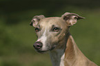 Whippet Portrait