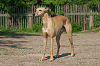 standing Whippet