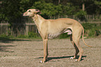 standing Whippet