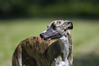 Whippet