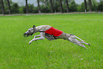 running Whippet