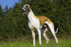 Whippet