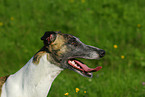 Whippet