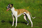 Whippet