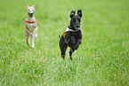 Whippets at Coursing