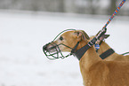 Whippet Portrait