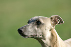 Whippet Portrait