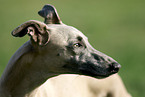 Whippet Portrait