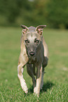 walking Whippet