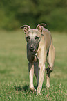 walking Whippet