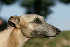 Whippet Portrait