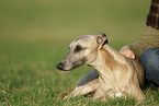 lying Whippet