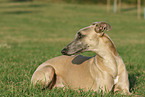 lying Whippet