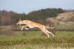 running Whippet