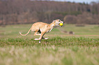 playing Whippet