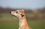 Whippet Portrait