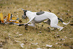 running sighthound