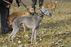 sighthounds