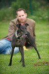 standing Whippet