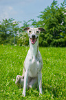 sitting Whippet