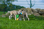 3 Whippet