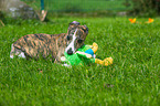 Whippet Puppy