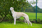 standing Whippet