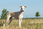 standing Whippet