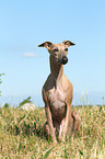 sitting Whippet