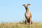 sitting Whippet