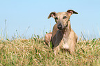 lying Whippet