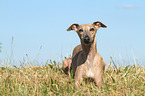 lying Whippet