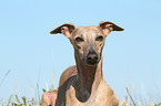 Whippet Portrait