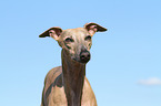 Whippet Portrait