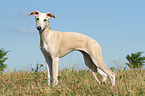 standing Whippet