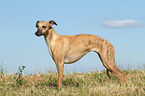 standing Whippet