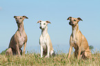 3 Whippets