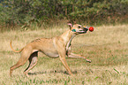 playing Whippet