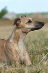 lying Whippet