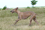 running Whippet