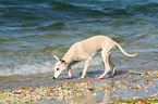 Whippet at the water