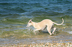 bathing Whippet