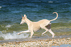 walking Whippet