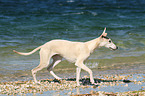 Whippet at the water