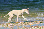 Whippet at the water