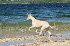 running Whippet