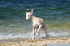 running Whippet