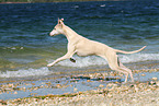 running Whippet