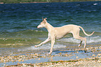 running Whippet