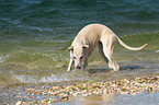 bathing Whippet